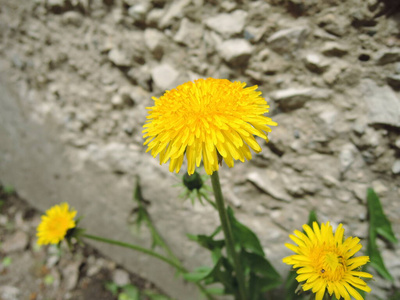 开花 花园 颜色 花瓣 花的 自然 植物 蒲公英 特写镜头