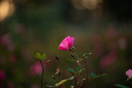 礼物 婚礼 花园 粉红色 颜色 招呼 卡片 浪漫 生日 玫瑰