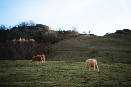 奶牛 美丽的 自由的 自然 牛肉 牧场 乡村 国家 农场