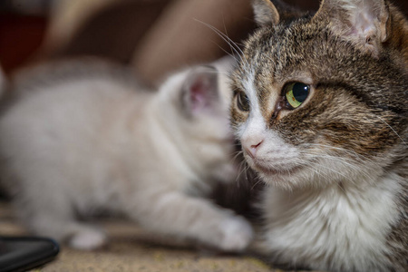 暹罗 特写镜头 宠物 小猫 漂亮的 肖像 动物 头发 连体