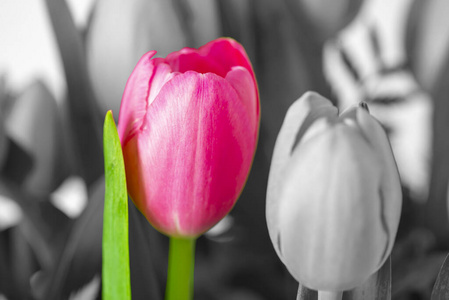 A pink tipped tulip 