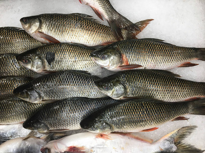 特写镜头 贝类 海鲜 欧米茄 市场 销售 行业 饮食 商店