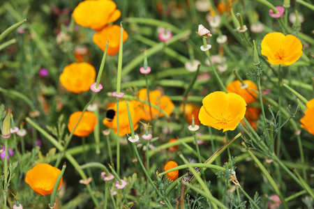 浪漫的 成长 加利福尼亚 花瓣 盛开 植物 植物学 开花