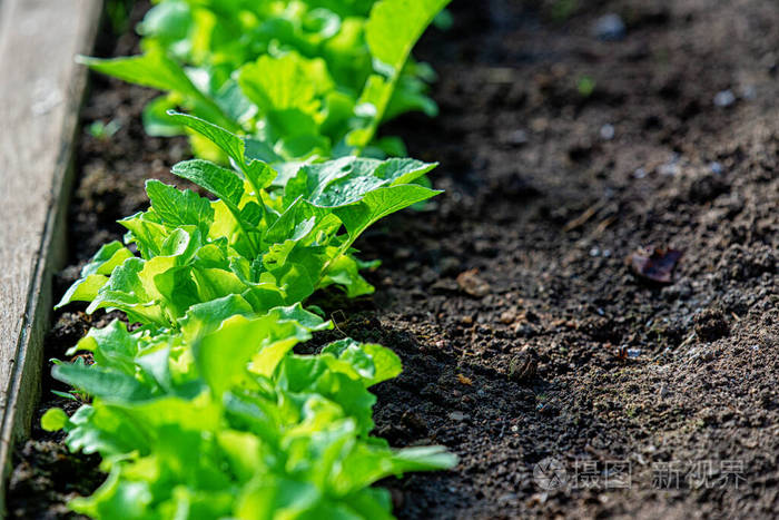 近地里种绿色蔬菜