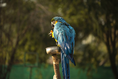 美丽的 鹦鹉热 羽毛 鸟类 动物群 颜色 特写镜头 野生动物