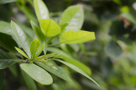 植物区系 季节 花的 美女 植物 树叶 水疗中心 灌木 花瓣