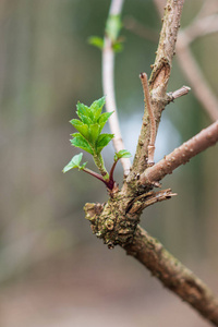 幼苗 新的 成功 种子 栽培 更新 自然 植物 花园 农场