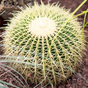 生长 植物学 花园 植物区系 特写镜头 颜色 成长 美丽的