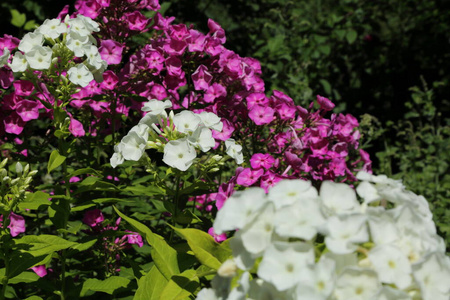 自然 领域 植物学 太阳 植物 草坪 风景 乡村 野花 花瓣