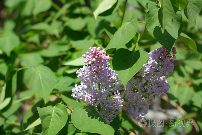 夏天 春天 紫罗兰 丁香花 植物区系 植物 花园 分支 公园