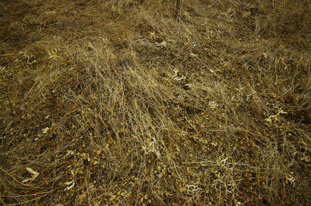 国家 小山 天空 领域 秋天 夏天 农场 小麦 草地 森林