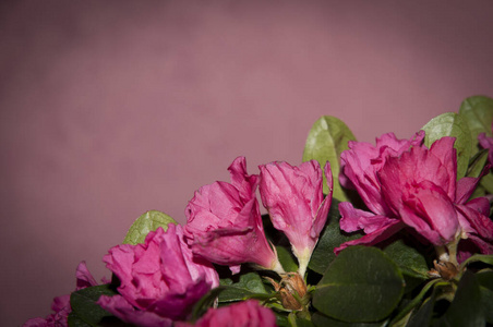 植物区系 植物 颜色 玫瑰 夏天 自然 花园 花瓣 特写镜头