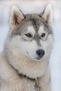 美丽的 自然 纯种 哺乳动物 哈士奇 毛皮 小狗 运动 雪橇