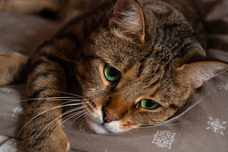 猫科动物 美丽的 毛皮 动物 可爱的 特写镜头 毛茸茸的