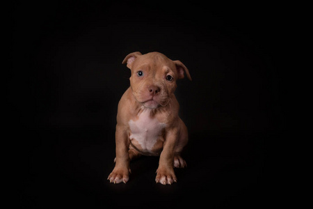 动物 美国人 犬科动物 哺乳动物 血统 猎犬 小狗 繁殖