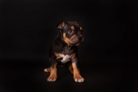 颜色 有趣的 血统 犬科动物 美国人 可爱极了 猎犬 肖像