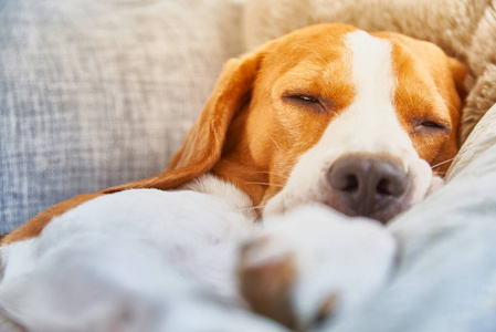 房间 肖像 繁殖 猎犬 睡觉 鼻子 有趣的 可爱极了 小狗