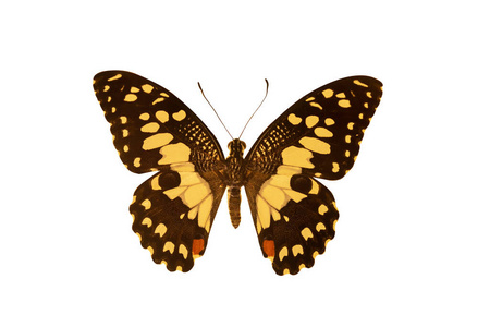 白色背景上分离的黄色和黑色的收集蝴蝶。