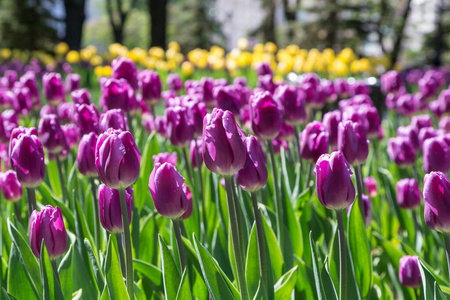 公园 植物 春天 自然 花园 开花 美丽的 紫色 丁香花