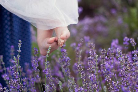 丁香花 美丽的 乡村 法国人 开花 植物区系 花的 紫罗兰