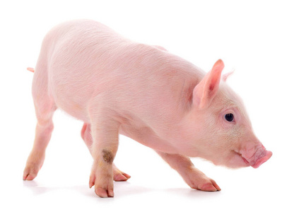 射击 动物 演播室 小猪 动物群 摄影 牲畜 哺乳动物 粉红色