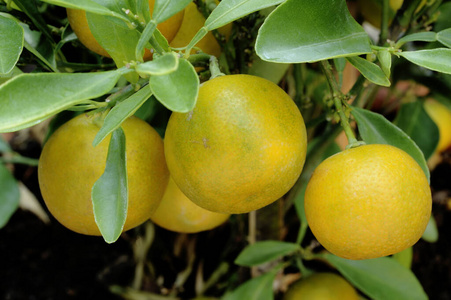 水果 自然 农业 维生素 花园 金橘 食物