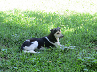 外部 犬科动物 毛皮 公园 有趣的 笑脸 自然 面对 春天