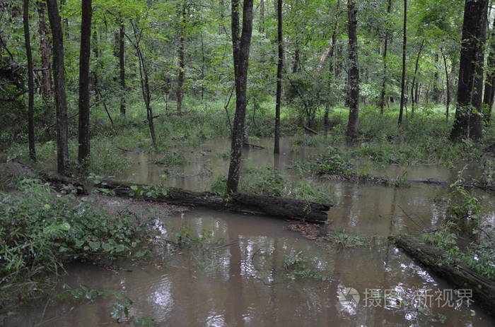 洪水淹没的森林或树木丛生的树林中的水