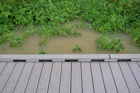 有植物的湿木板路或小路图片