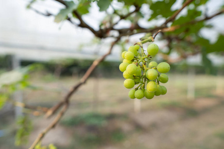 植物 秋天 领域 夏天 山谷 酒厂 特写镜头 商业 花园