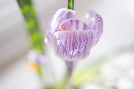 花束 花园 浪漫 复制空间 开花 紫色 花粉 颜色 盛开