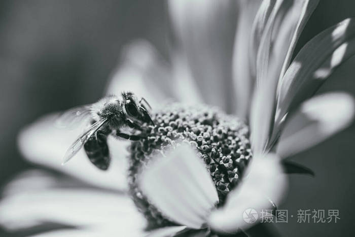 蜜蜂从花中采集花蜜具有浅自由度的选择性聚焦宏镜头黑白照片