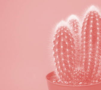 最小值 自然 墨西哥 赶时髦的人 粉红色 夏天 植物 时尚