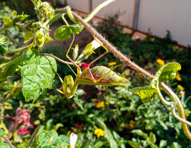 无脊椎动物 植物 热带 祈祷 昆虫 欧洲 捕食者 螳螂 花园