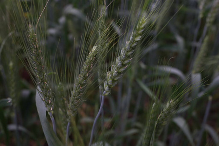 风景 自然 农业 领域 小麦 玉米 无人机