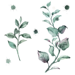 一套水彩画花卉绿色插图。用于制作生态风格婚礼请柬的树枝和树叶。