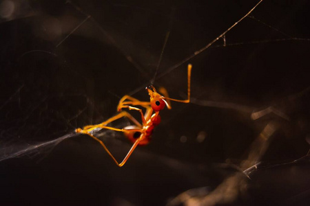 动物 特写镜头 昆虫 蚂蚁 害怕 自然 节肢动物 食肉动物