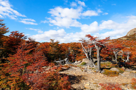 目的地 美丽的 追踪 德尔 森林 徒步旅行 风景 阿根廷