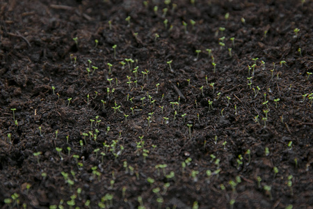 种下种子春播.花椒的早期种子,从家里窗台上的盒子里种出来的.