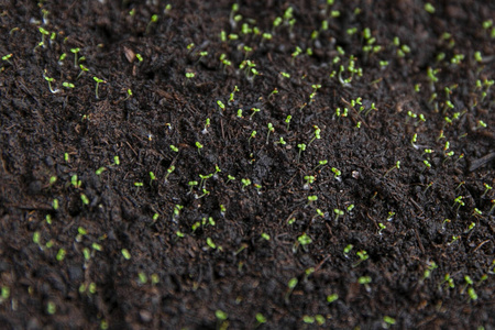 种子幼苗春播.花椒的早期种子,从家里窗台上的盒子里种出来的.
