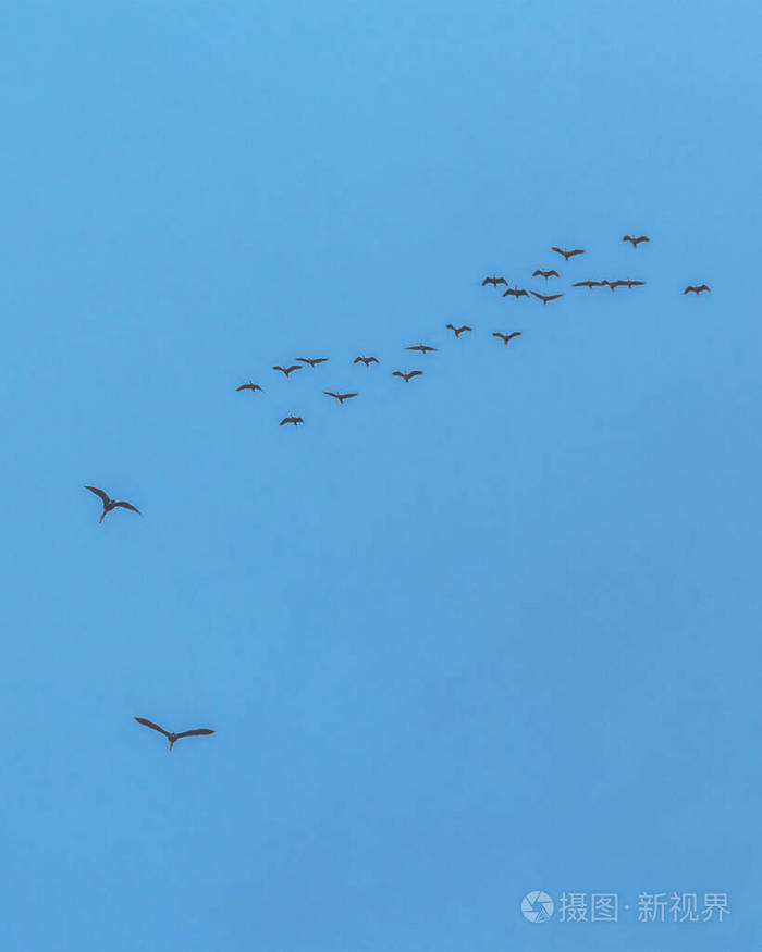 飞行 公园 瓜亚斯 野生动物 南方 人群 天空 美国 轮廓