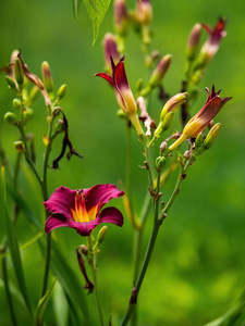 紫色 百合花 粉红色 农业 花瓣 花园 颜色 盛开 美女