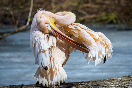 非洲 湖泊 野生动物 鸟类学 伟大的 浅的 动物 鸟类 羽毛