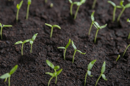 春播.在家里窗台上用盒子里的种子培育的早期幼苗.照片