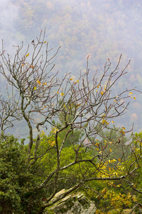 枫树 天空 风景 森林 季节 树叶 自然 秋天 公园 落下