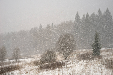 美丽的 圣诞节 暴风雪 云杉 季节 雪堆 一月 松木 公园