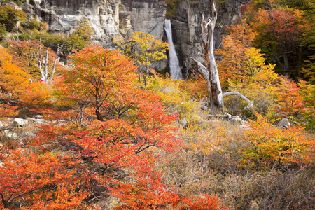 南方 国家的 秋天 森林 目的地 风景 美国 托雷斯 德尔