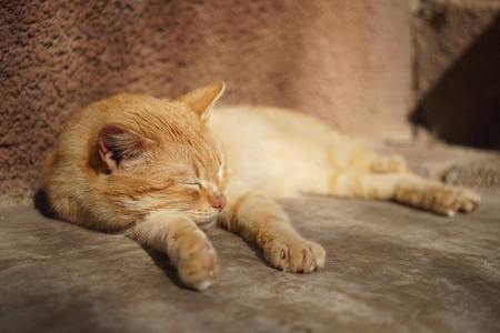 猫咪睡图片
