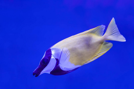 潜水 生物 野生动物 海底 鱼类 海洋 美丽的 宠物 动物