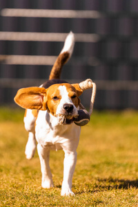 猎犬 小狗 有趣的 运动 小猎犬 繁殖 花园 行动 外部